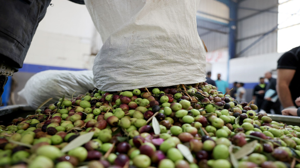 زراعة جرش تتوقع ارتفاع إنتاج الزيتون 20% خلال العام الحالي