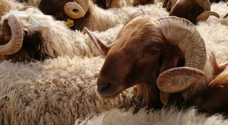 "مربي المواشي": وفرة في الأضاحي المحلية واستقرار متوقّع في الأسعار رغم ارتفاع المستورد