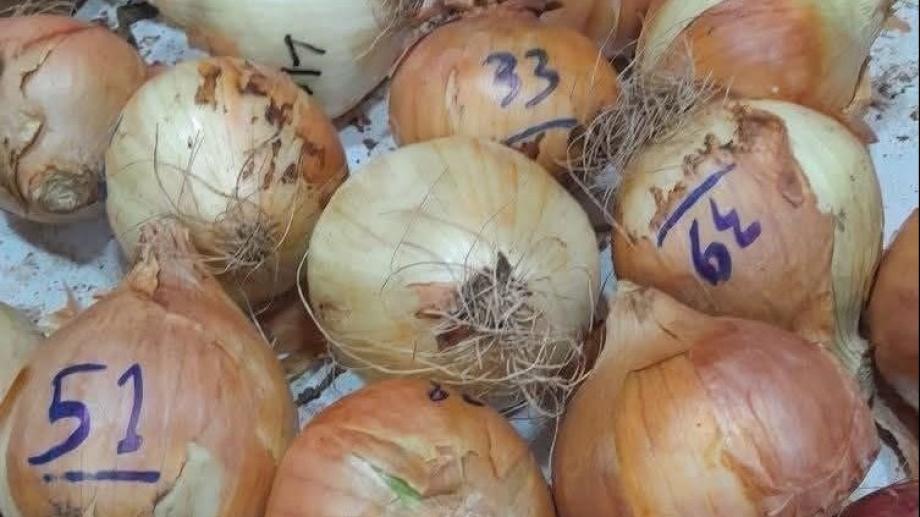 في غزة ..  البصلة بـ10 دنانير أردنية تعكس عمق الأزمة الإنسانية تحت الحصار