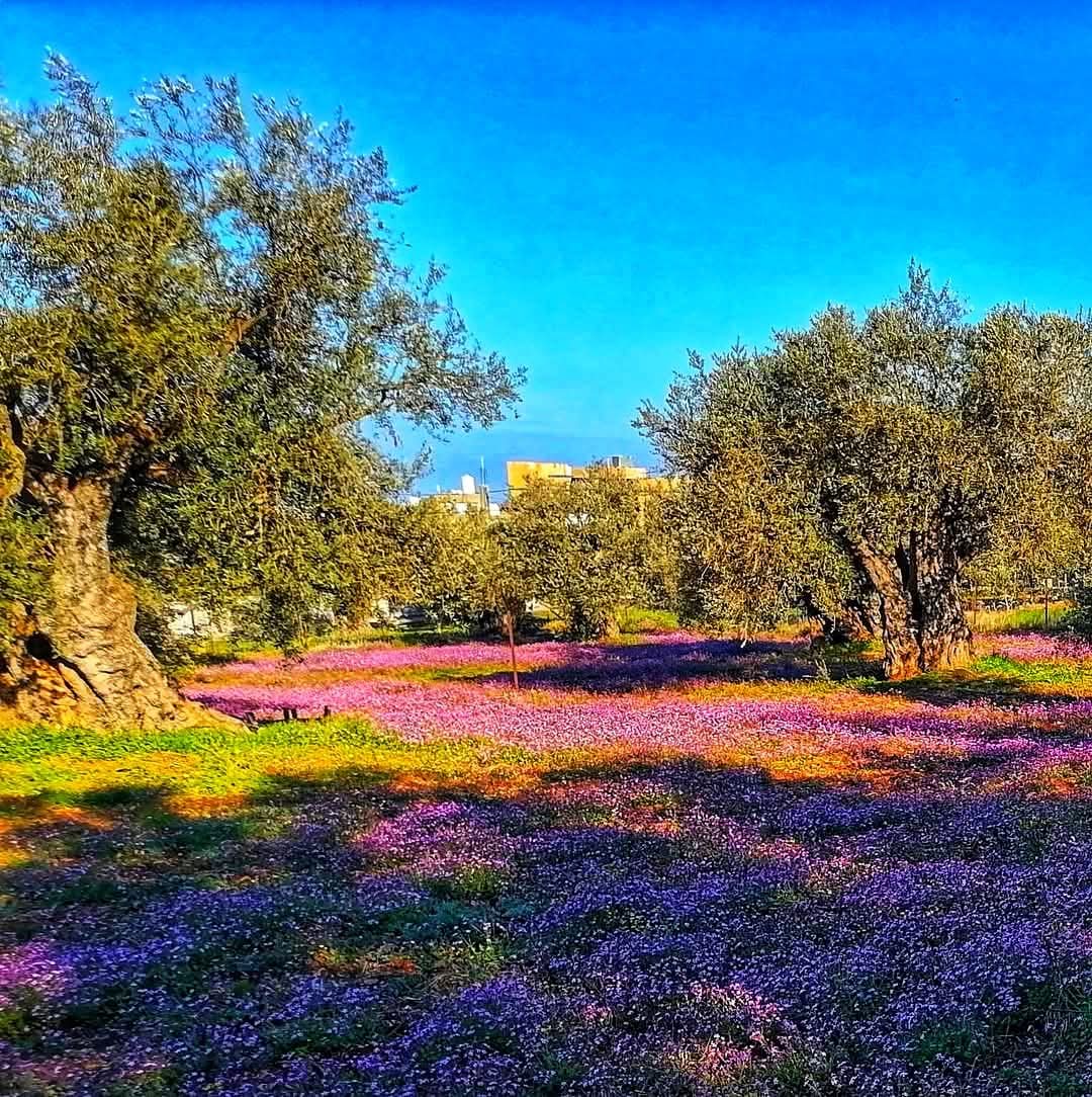 الميسر في هاشمية عجلون  ..  تنوع بيئي وسياحي يعزز التنمية