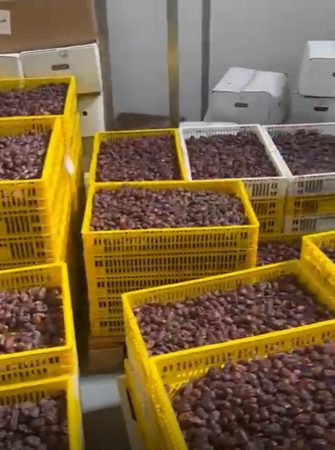 الغذاء والدواء تغلق مصنع تعبئة تمور غير مرخص 