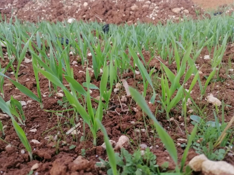 مديرية زراعة إربد: هطولات مطرية مبشرة تعزز التفاؤل بموسم زراعي جيد