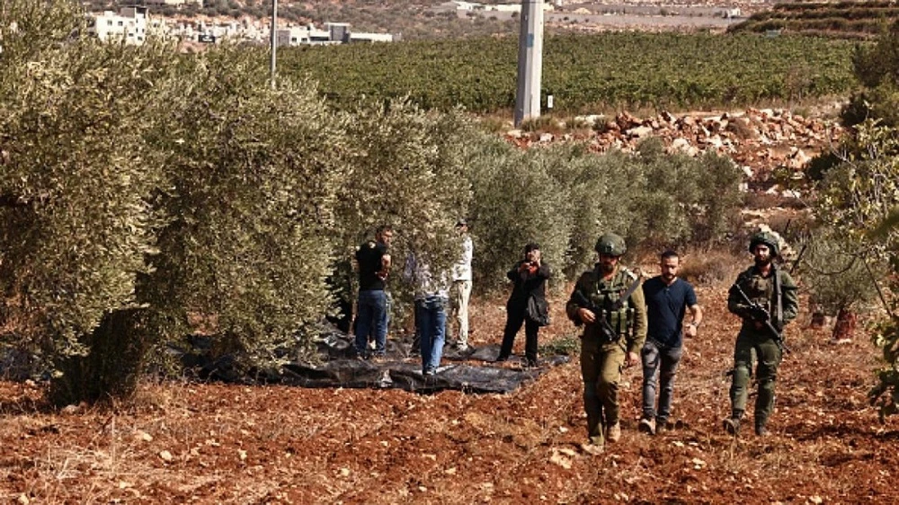 عين على القدس يناقش إرهاب الإحتلال الإسرائيلي خلال موسم قطف الزيتون