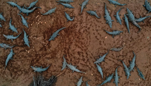 سلطات الاحتلال تتذرع بالأمن لإعدام مئات التماسيح في غور الأردن