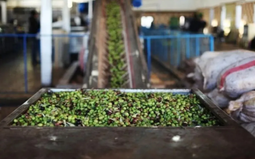 لضمان حق المزارع والمستهلك… المواصفات تشن جولات على معاصر الزيتون