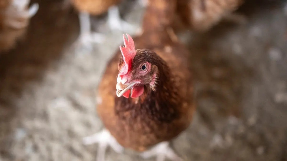 منظمة: "إسرائيل" تبلغ عن تفش لإنفلونزا الطيور بمزرعة في الشمال