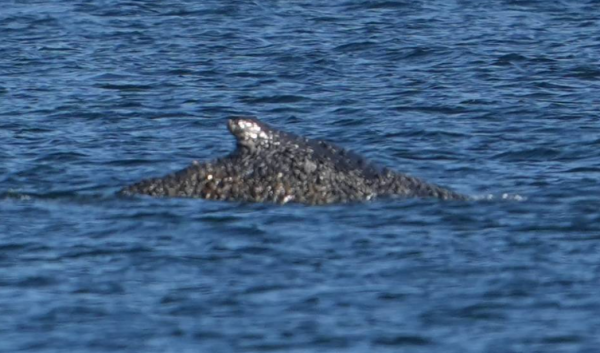 عملية إنقاذ غير مسبوقة  ..  حوت أحدب يعود إلى المياه العميقة