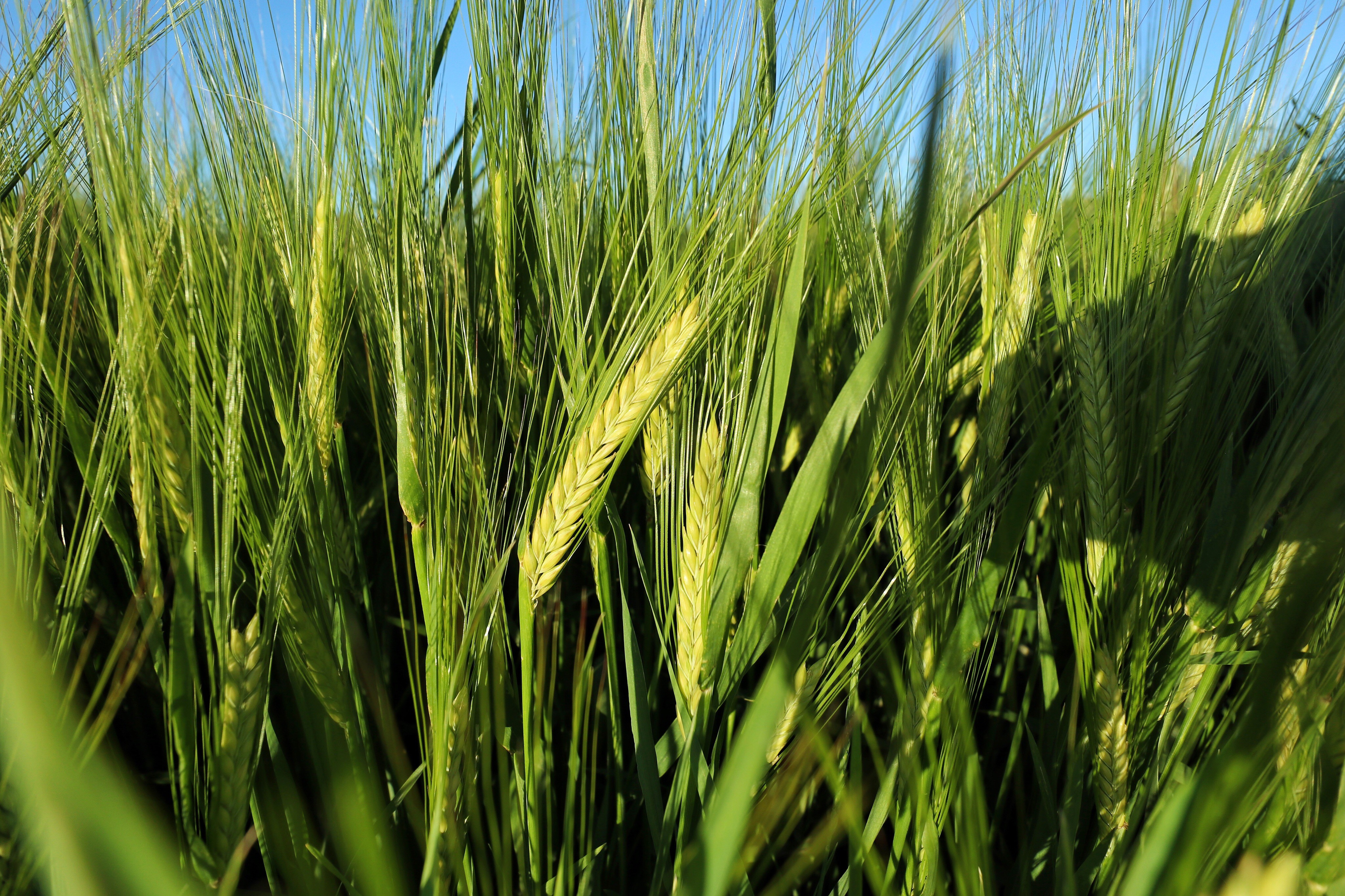 "زراعة الزرقاء" تدعو الى التوسع بزراعة المحاصيل الحقلية الأساسية