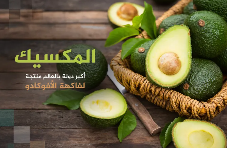 أكبر 10 دول منتجة ومصدرة للأفوكادو بالعالم بينها دولة عربية