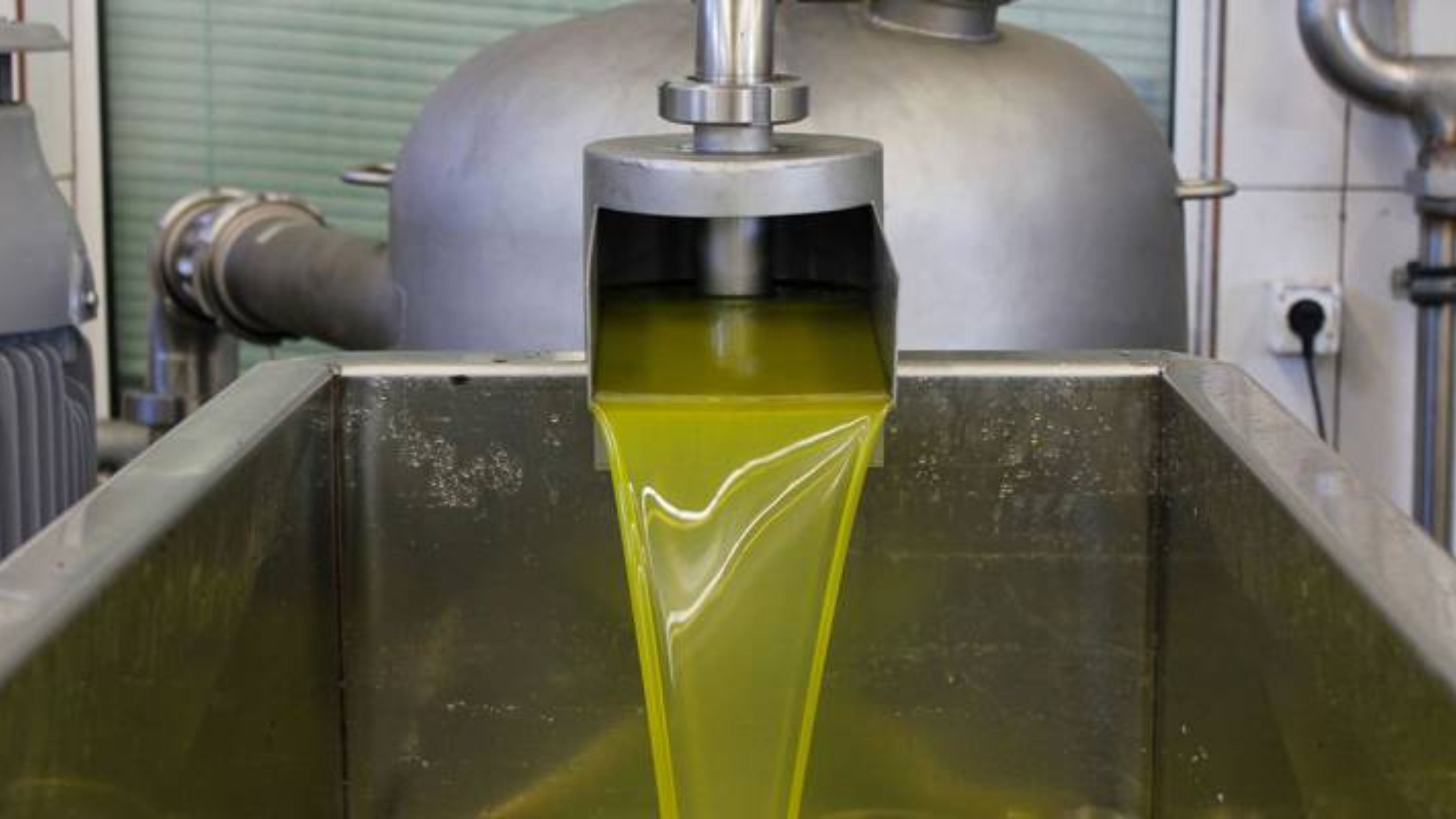 برميل النفط بـ50 دينارًا وبرميل زيت زيتون بـ1160 دينارًا ..  لماذا لا يصبح الزيتون مشروعًا وطنيًا؟