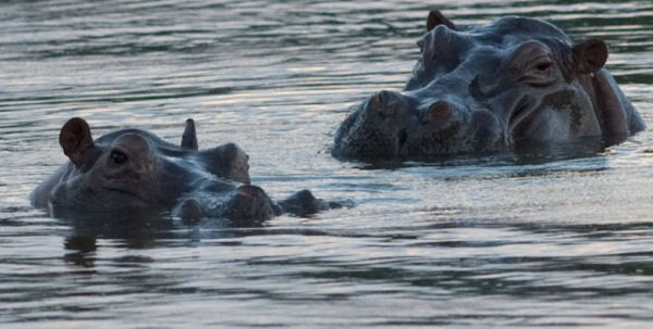 كولومبيا تقرّ خطة لإعدام أفراس نهر بابلو إسكوبار