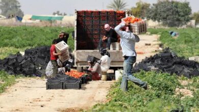 الإحصاءات: ارتفاع أسعار المنتجين الزراعيين 3.2% في شباط الماضي 