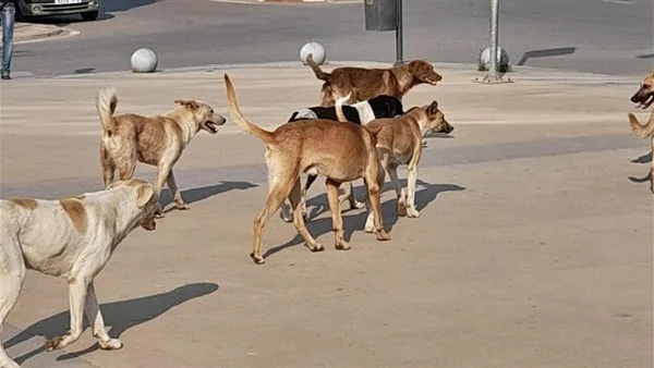 سكان خريبة السوق يطالبون بحل عاجل لتجمع أكثر من 20 كلباً ضالاً بين المنازل