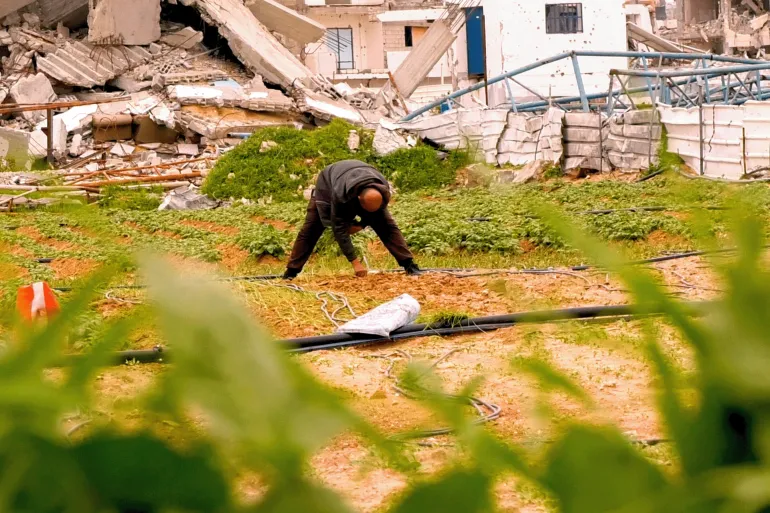 بالفؤوس والمجاريف ..  مزارعو غزة يحرثون "البقاء" في الأرض الرماد