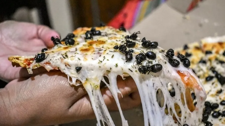 أغلى وجبة تقليدية ..  "بيتزا النمل" تثير جدلاً في البرازيل 