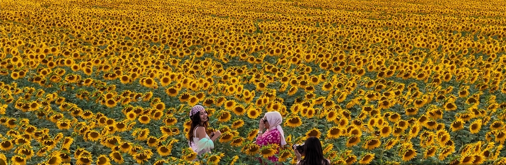 تركيا ..  حقول "العروس الصفراء" تجذب عشاق التصوير ومحبي الطبيعة