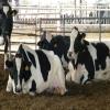 "الزراعة" تنفي لـ"أخبار اليوم" تفشي مرض" الحمى القلاعية" بين الأبقار 