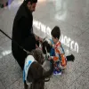 للتغلب على رهاب السفر ..  مطار إسطنبول يوظف 5 كلاب