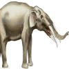 أسلاف الأفيال ..  اكتشاف مقبرة لحيوانات انقرضت من 5 ملايين سنة
