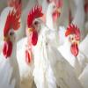 الحكومة تحدد سقف سعري ..  ٢٢٠ قرشا كيلوغرام الدجاج الطازج