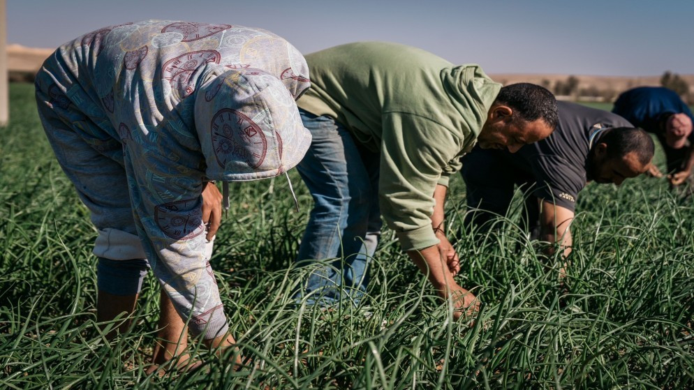 وزارة العمل: 321 ألف تصريح عمل ساري المفعول ..  ولا تمديد لفترة توفيق أوضاع العمالة المخالفة  