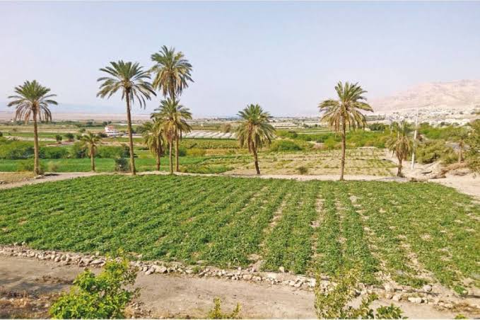 هل تعود الأغوار الجنوبية إلى ما قبل عام 1989؟