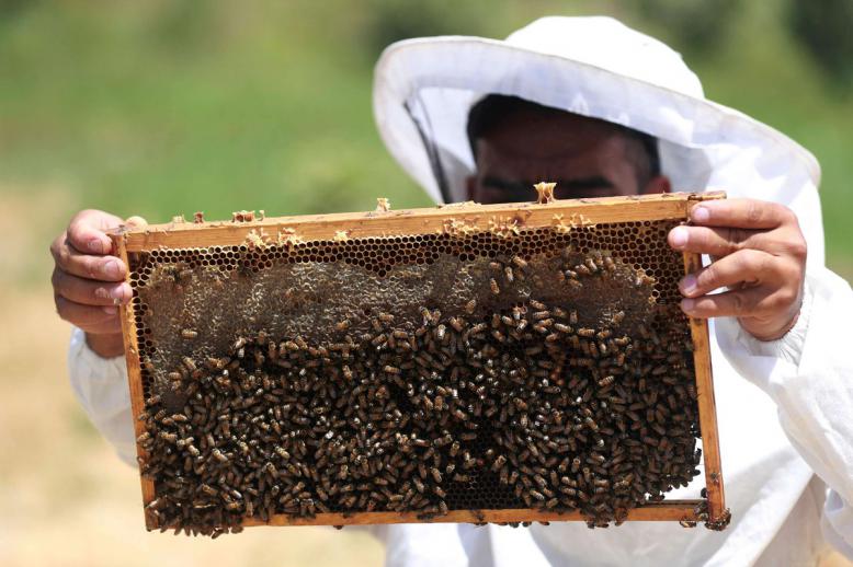الزراعة تدعو إلى تفقد "البركسات" وتدفئة خلايا النحل خلال المنخفض