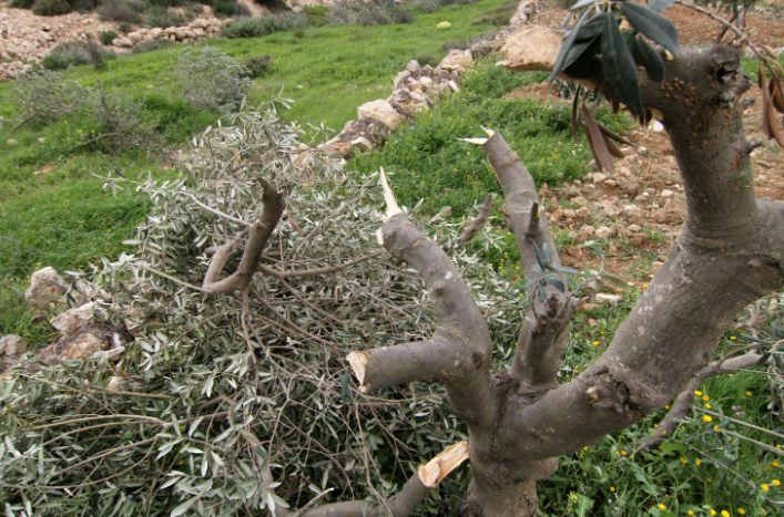 مستعمرون يهاجمون مواطنين ويقطعون أشجار زيتون في فرخة