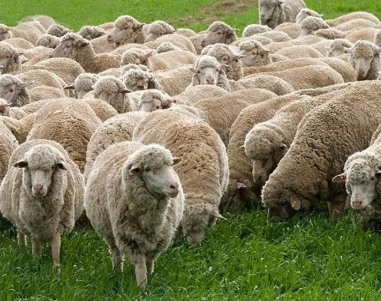 تجار المواشي يبررون الغلاء بارتفاع أسعار الأعلاف ..  والمواطنون: الغلاء أرهقنا 