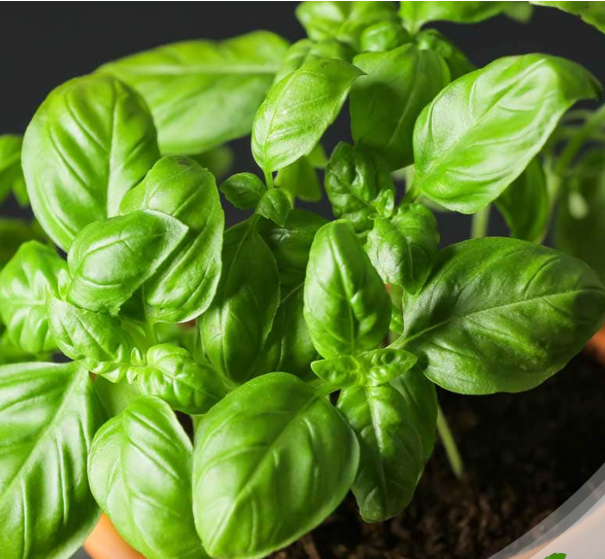 أفضل النباتات التي تضيف جمالية ونكهة طازجة للمطبخ