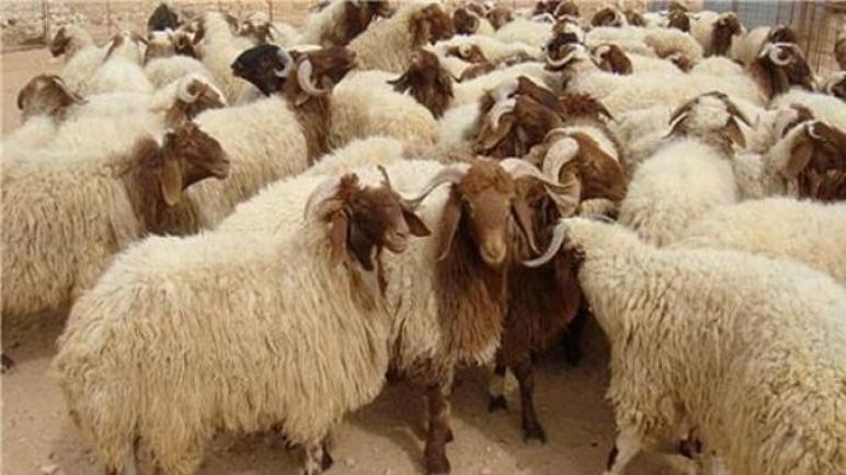 قصابون: أسعار الأضاحي تتراوح بين 250 و300 دينار