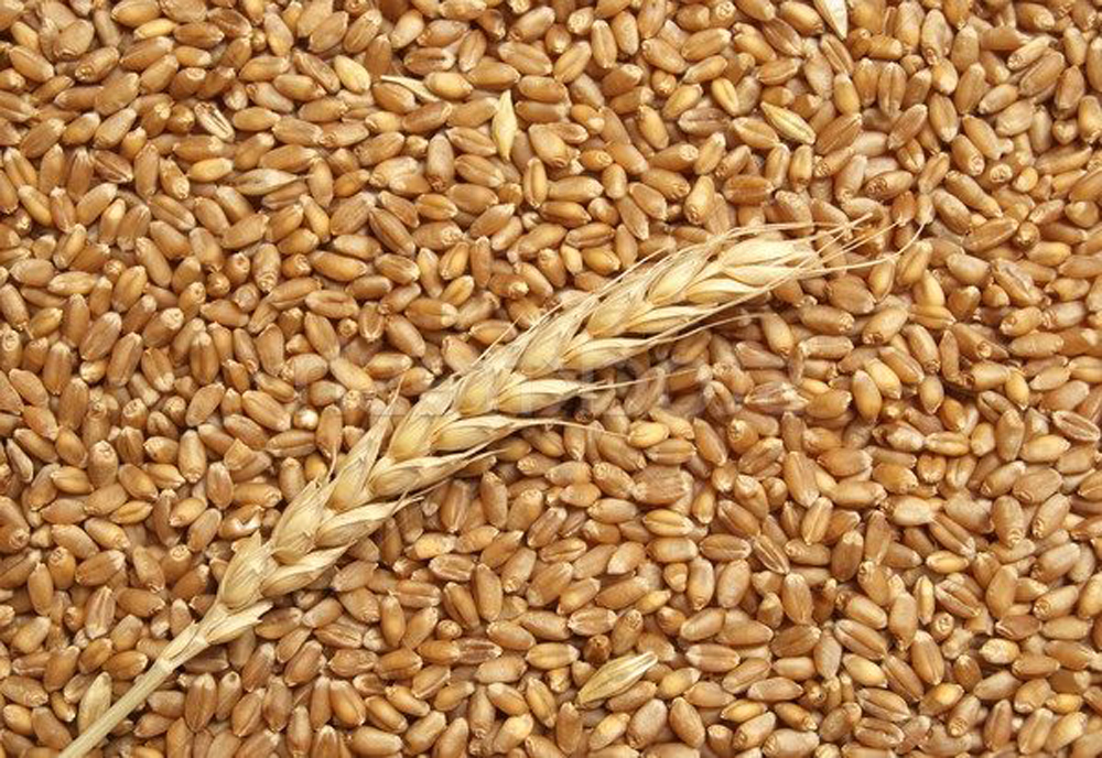 إعادة طرح عطاء لشراء كميات من القمح للمرة الثانية