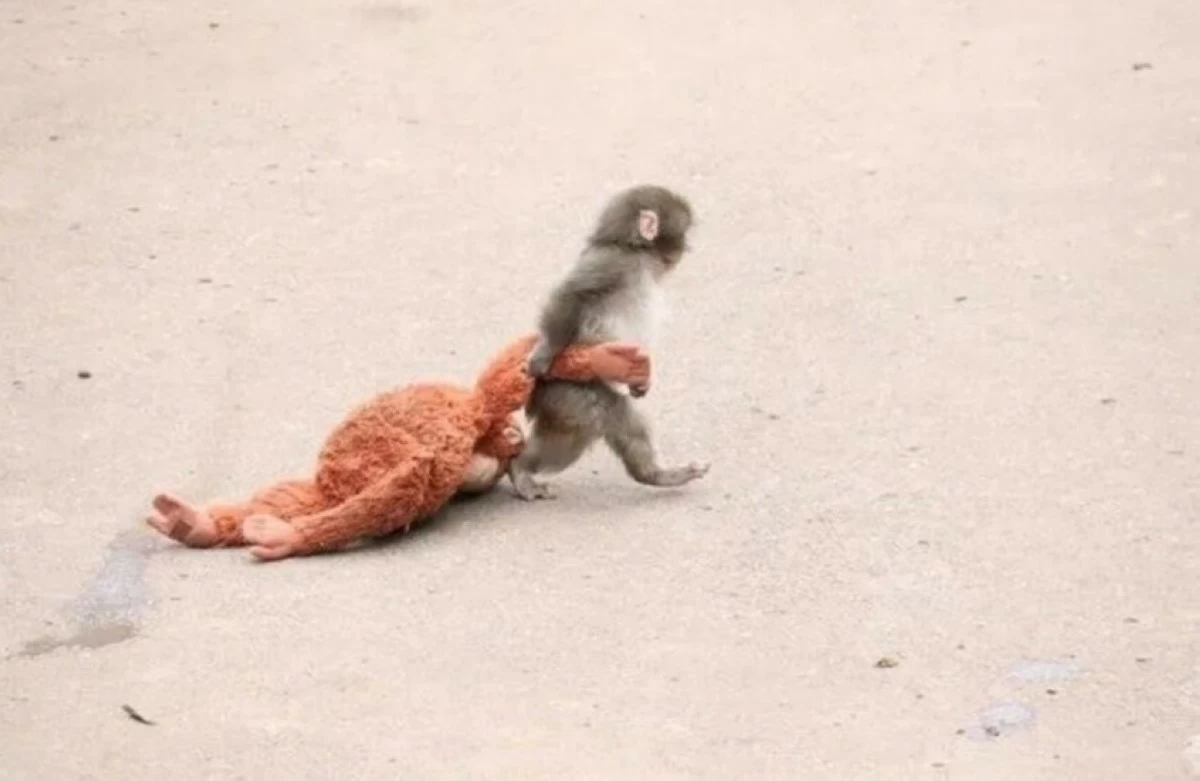 قصة أبهرت العالم ..  دمية تصبح أما لقرد هجرته أمه بعد ولادته