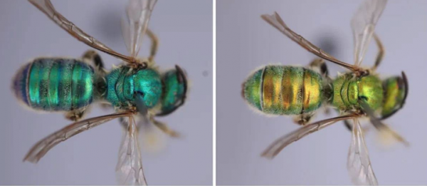 نحل يتغير لونه  ..  ظاهرة علمية غير مسبوقة