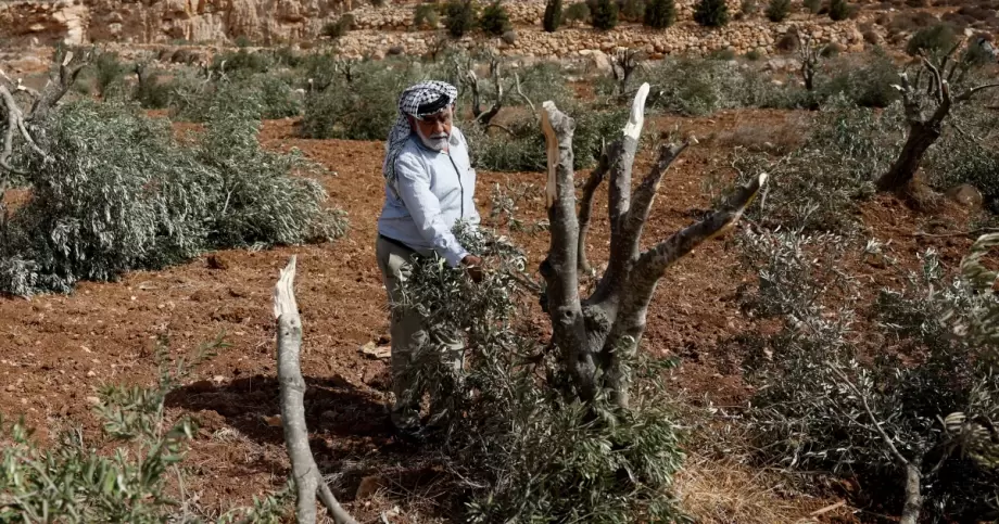 مستوطنون يقطعون نحو 400 شجرة زيتون شمال رام الله  