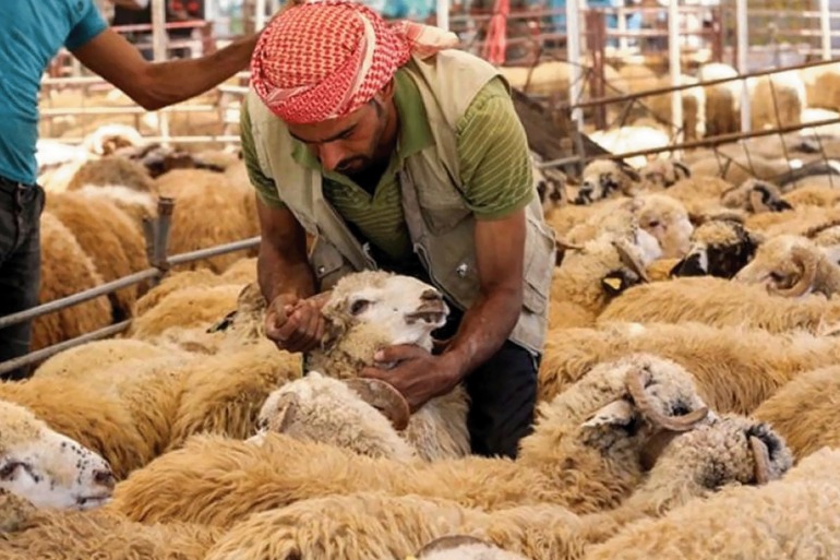 تعرف على أسعار الأضاحي في الدول العربية - صور