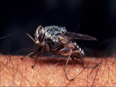 الأغوار ومحافظات المملكة تحت هجوم الذباب والبعوض والأفاعي