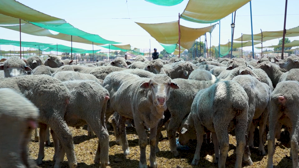 "الخيرية الهاشمية": توزيع 616 أضحية على أكثر من 2400 أسرة