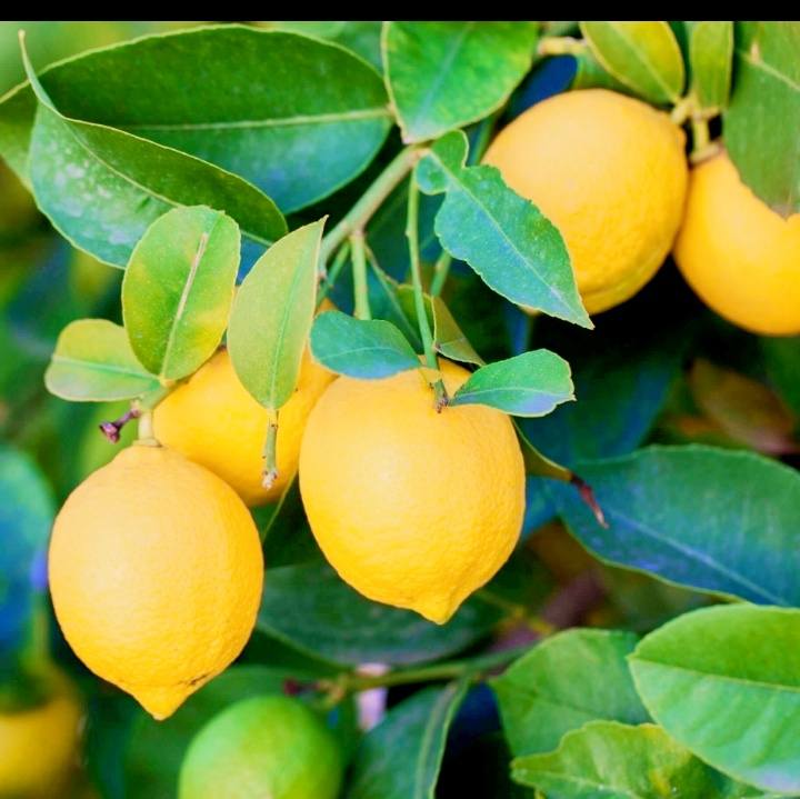 خلاف "حامض" بين المزارعين والجهات المعنية ..  الليمون المحلي "يختنق" بالاستيراد