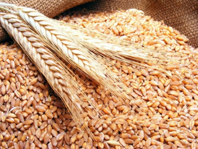 عطاء لشراء كميات من القمح