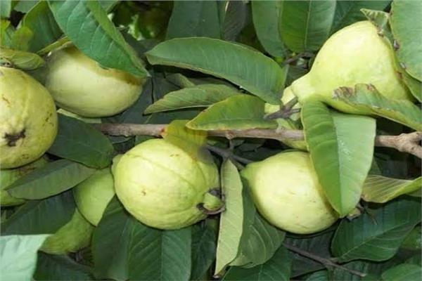 زراعة الفاكهة بالطفيلة ..  ثروة تواجه تحديات التسويق