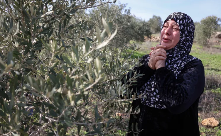 مستوطنون يقتعلون زيتون رام الله والاحتلال يعتقل العشرات بالضفة