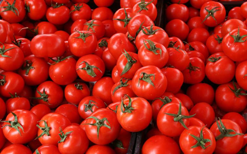 15 قرشا كيلو البندورة في السوق المركزي 