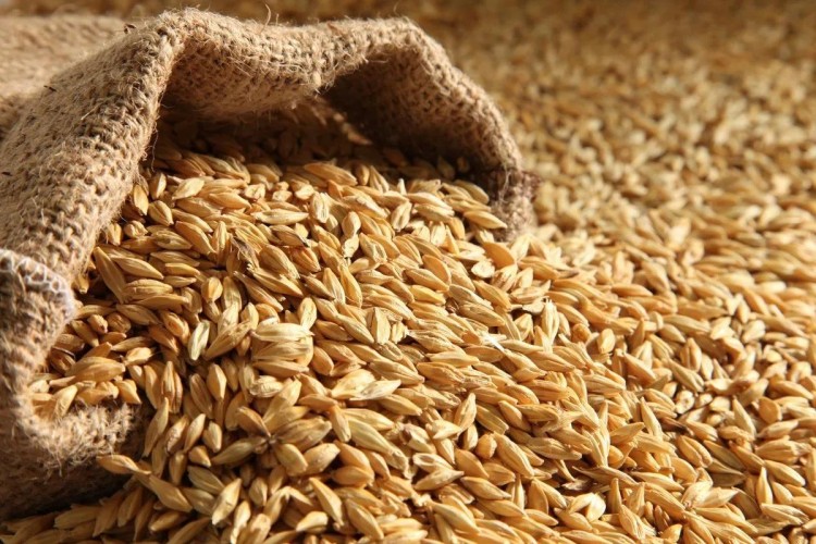 عطاء لشراء كميات من القمح