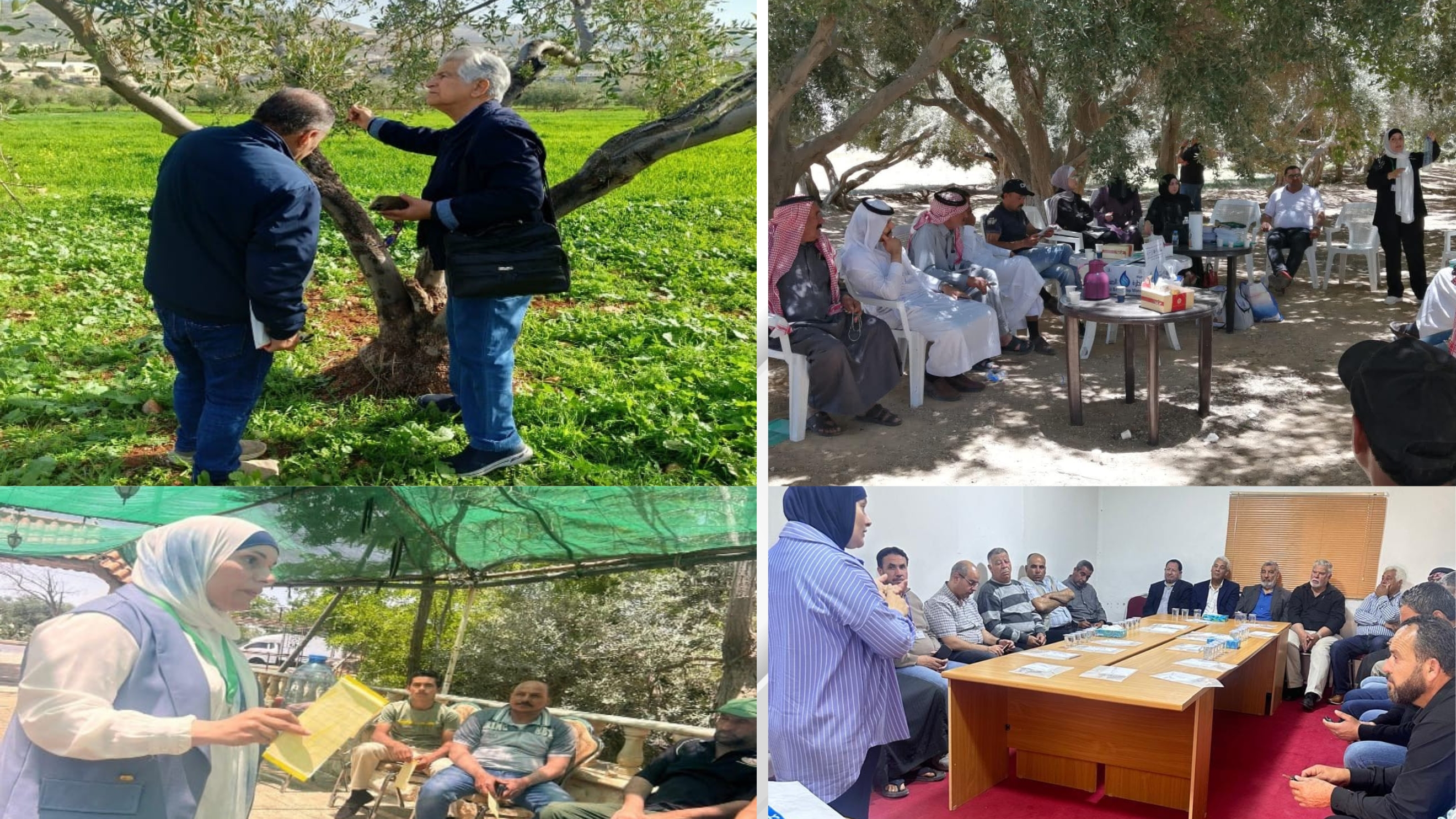 الزراعة تبدأ بتنفيذ برنامج الإدارة المتكاملة لآفات الزيتون