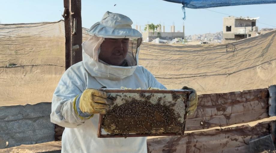 قرب الخط الأصفر بغزة ..  مربي نحل يقاوم الدمار والغلاء لإنقاذ خلاياه