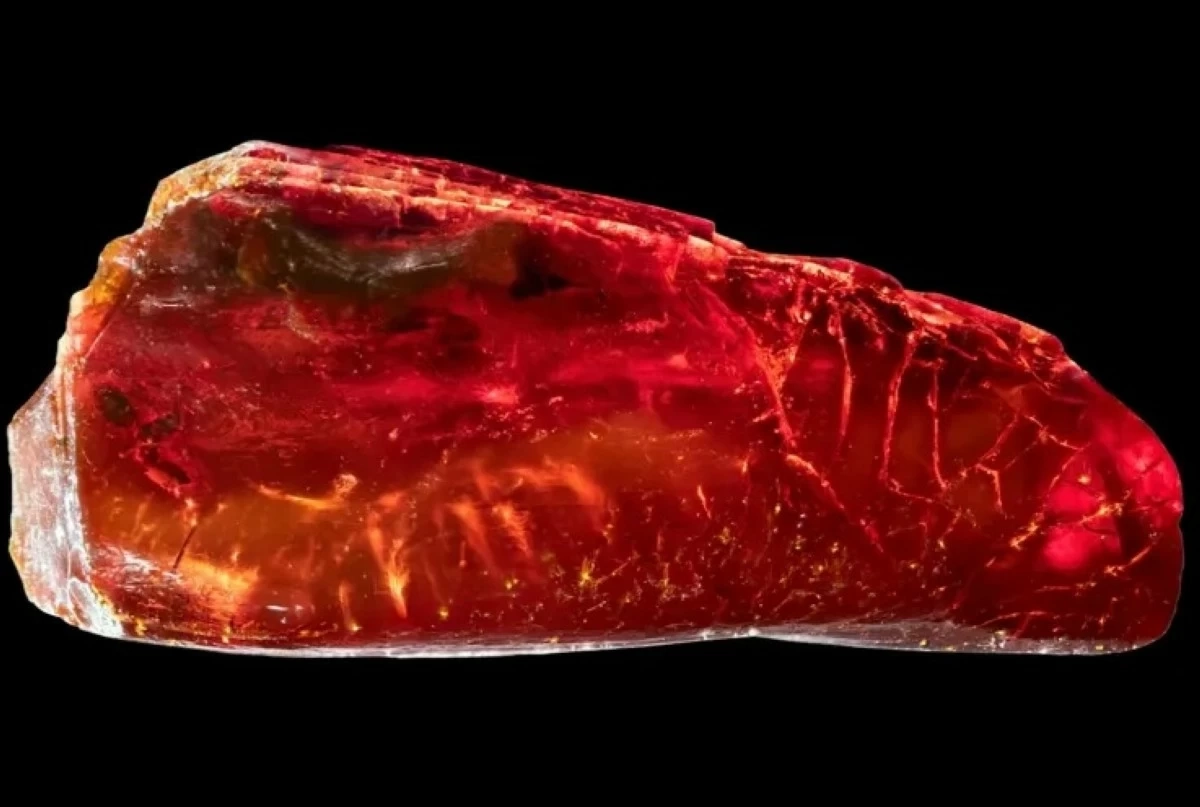 اكتشاف كائن منقرض محاصر منذ 40 مليون سنة في الكهرمان