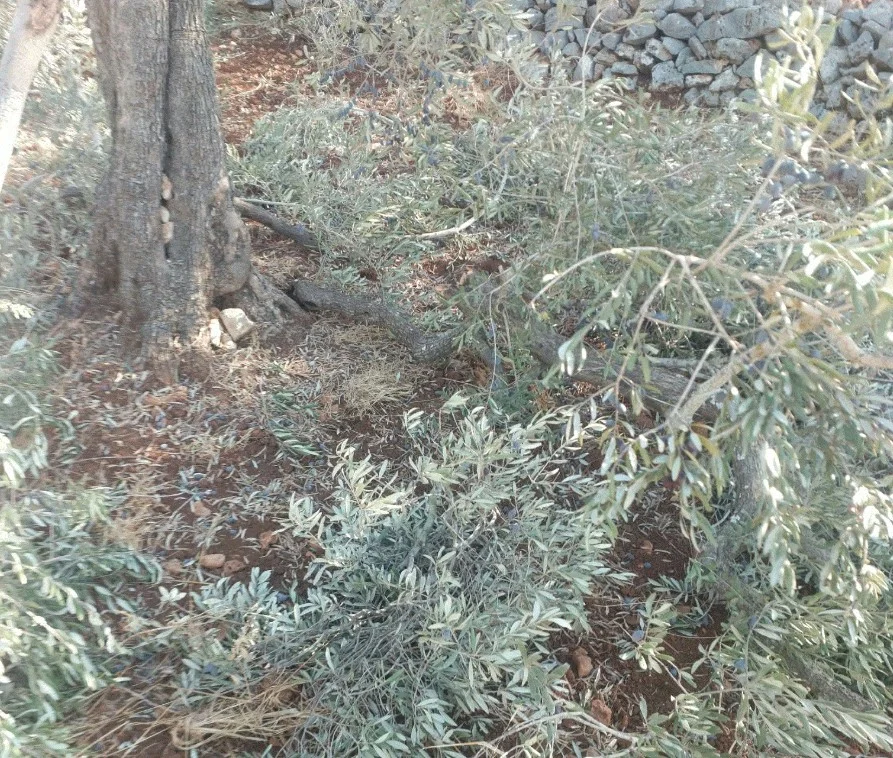مستعمرون يقطعون أشجار زيتون ويعتدون على ممتلكات المزارعين في مردا شمال سلفيت  