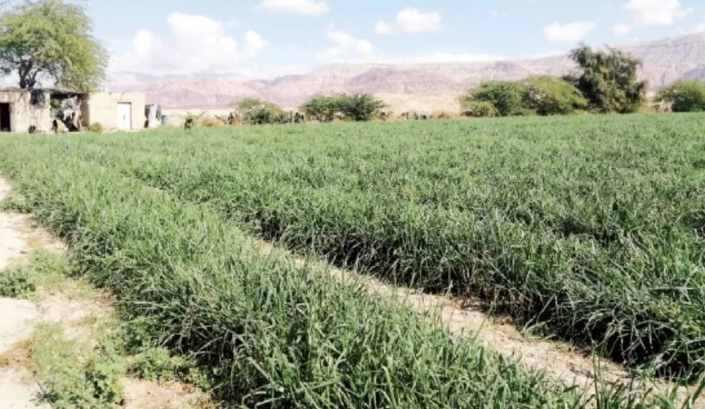 الأغوار الجنوبية ..  تدني أسعار البصل يضع المزارعين أمام خسائر جديدة