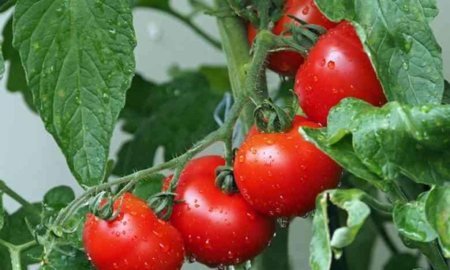 كيلو البندورة بين 10 و25 قرشًا في السوق المركزي السبت
